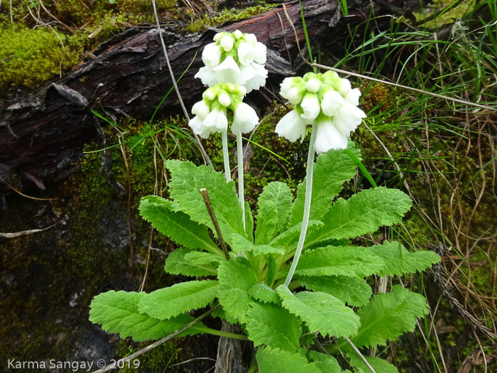 <i>Primula eburnea </i>