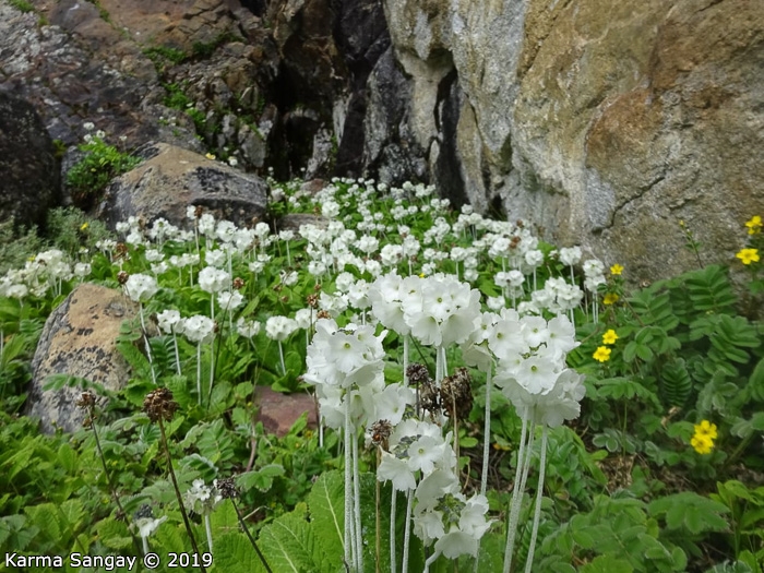 <i>Primula eburnea </i>