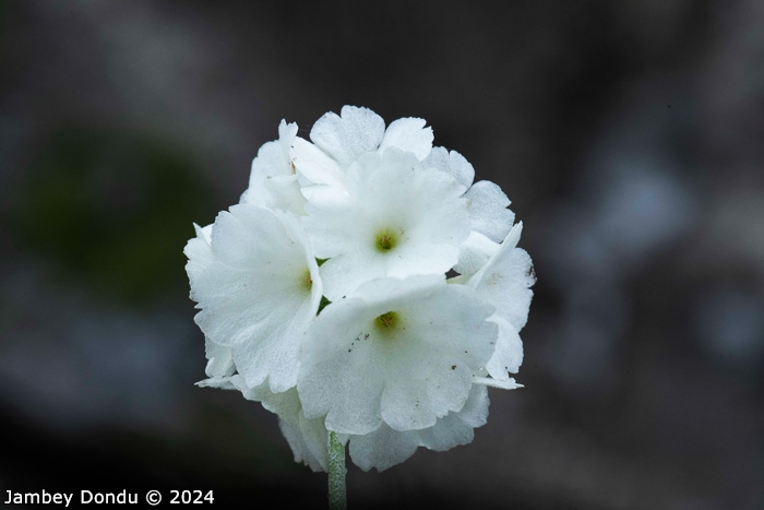 <i>Primula eburnea </i>