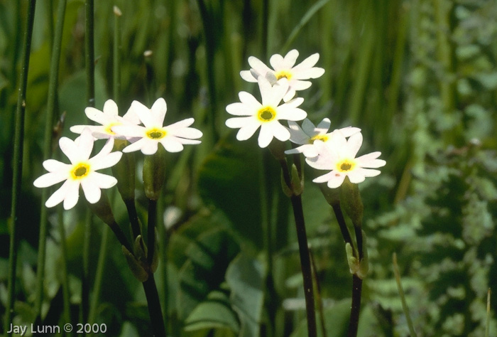 Primula egaliksensis