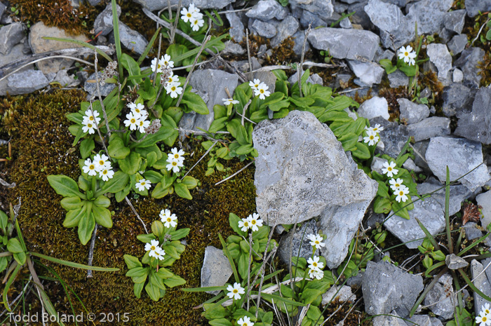 Primula egaliksensis