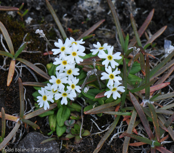 Primula egaliksensis