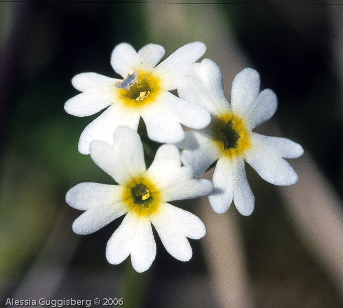 Primula egaliksensis