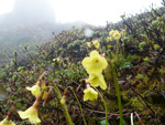 Primula elizabethae