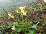 Primula elizabethae