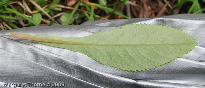 var elongata