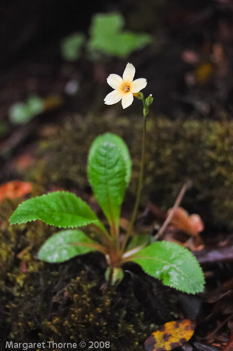 var elongata