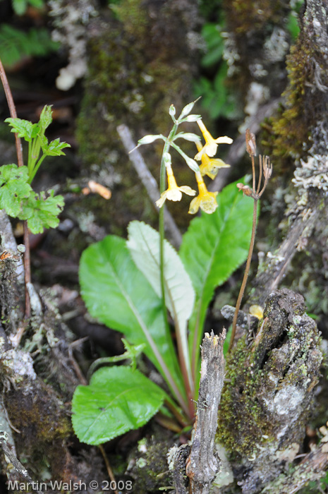 var elongata