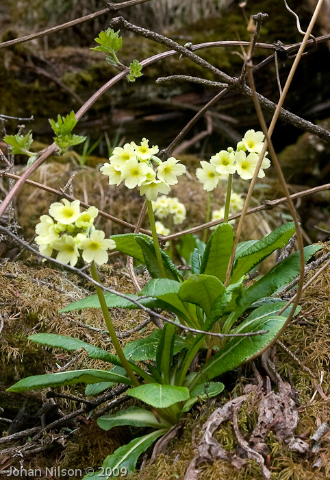 var elongata