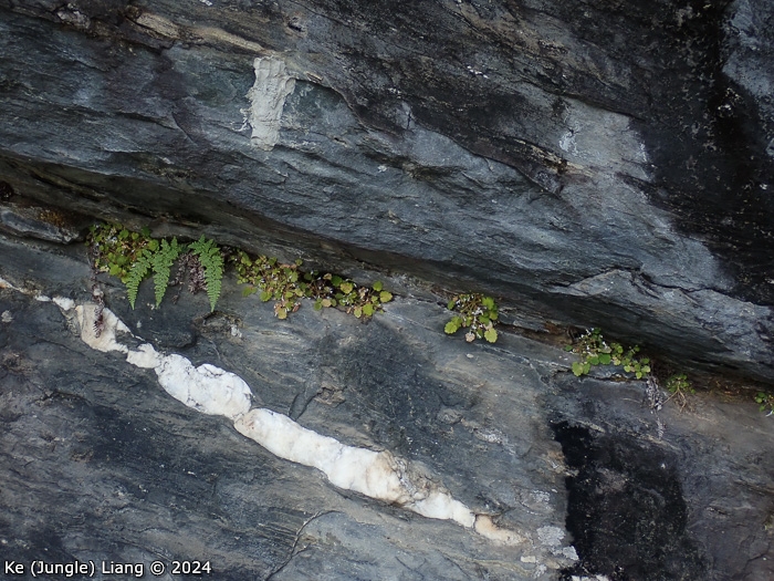 <i>Primula epilithica </i>