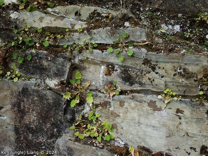 <i>Primula epilithica </i>