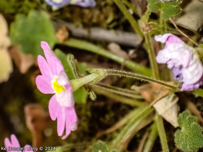 <i>Primula epilithica </i>