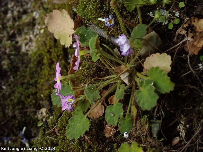 <i>Primula epilithica </i>