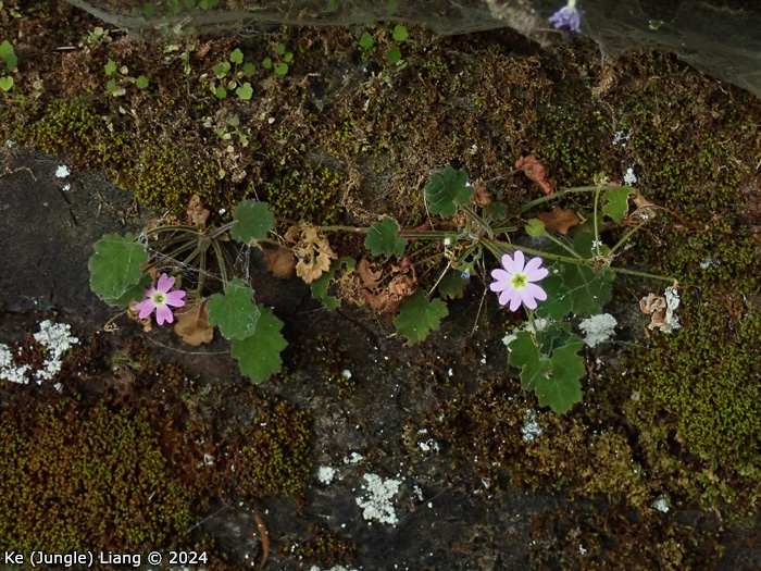 <i>Primula epilithica </i>