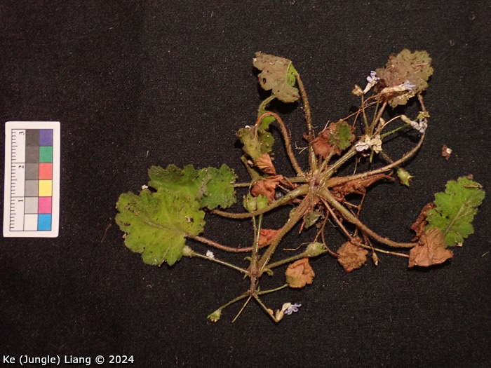 <i>Primula epilithica </i>