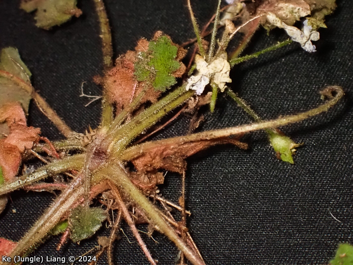<i>Primula epilithica </i>