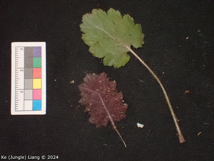 <i>Primula epilithica </i>