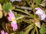 <i>Primula epilithica </i>