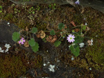 <i>Primula epilithica </i>