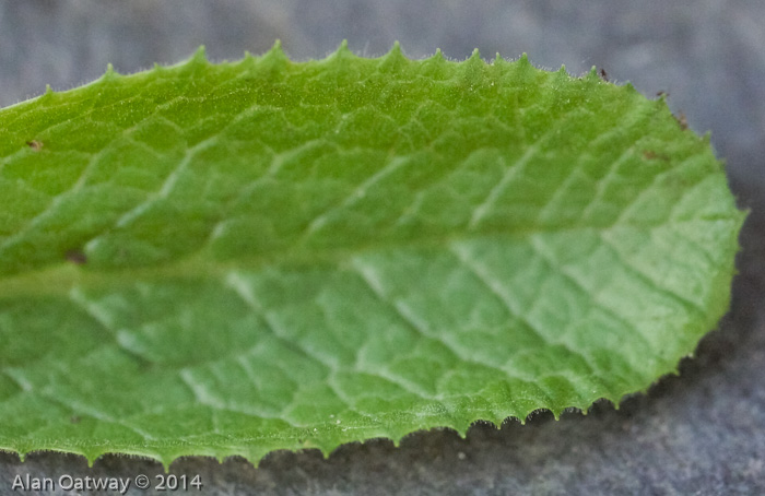 <i>Primula erosa </i>