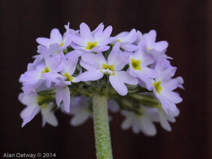 <i>Primula erosa </i>