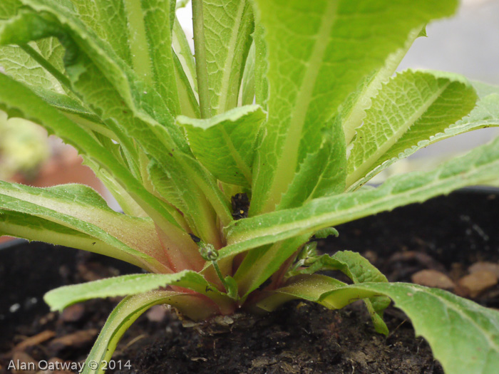 <i>Primula erosa </i>