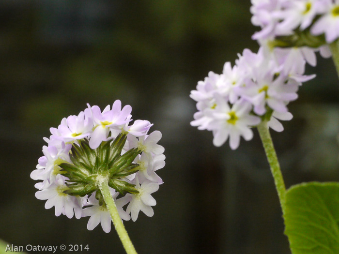 <i>Primula erosa </i>