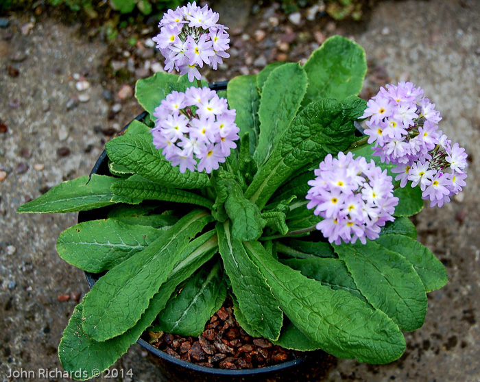 <i>Primula erosa </i>