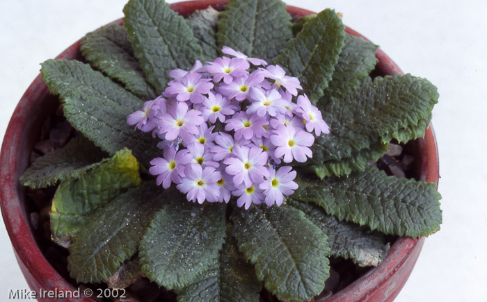 <i>Primula erosa </i>