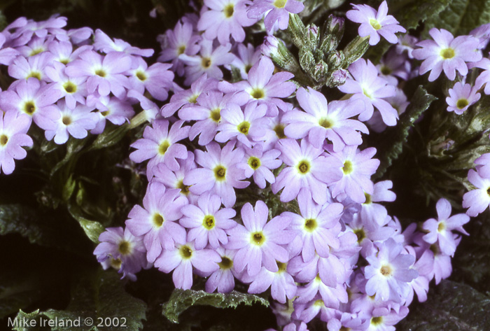 <i>Primula erosa </i>