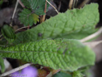 <i>Primula erosa </i>