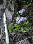 <i>Primula erosa </i>