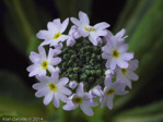 <i>Primula erosa </i>