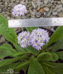 <i>Primula erosa </i>