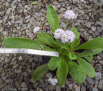 <i>Primula erosa </i>