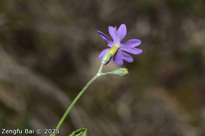 <i>Primula erratica </i>