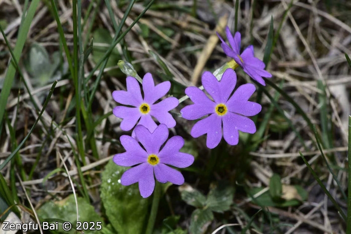 <i>Primula erratica </i>