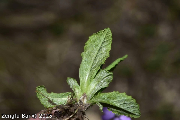<i>Primula erratica </i>