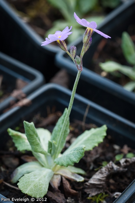 <i>Primula erratica </i>