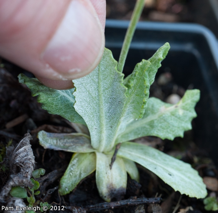 <i>Primula erratica </i>