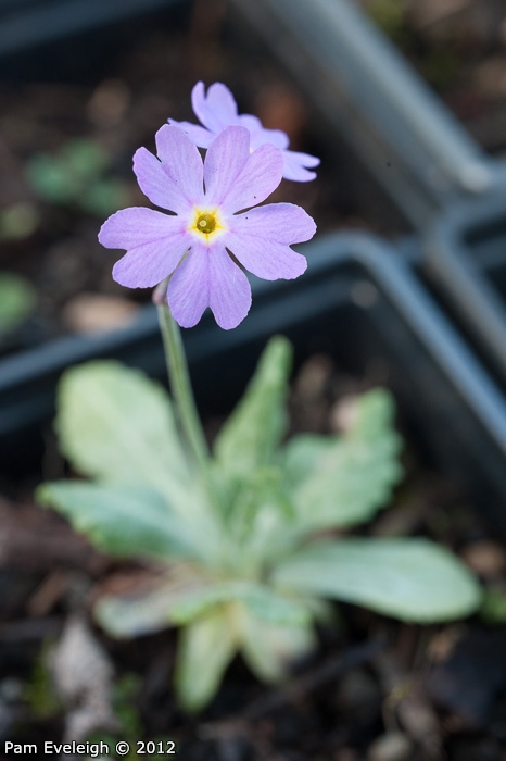 <i>Primula erratica </i>