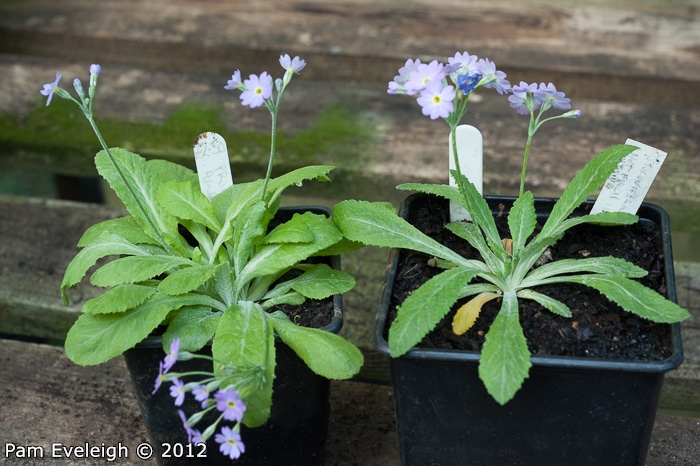 <i>Primula erratica </i>