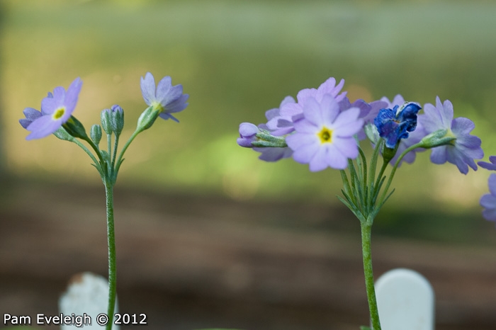 <i>Primula erratica </i>