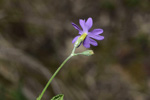 <i>Primula erratica </i>