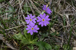 <i>Primula erratica </i>