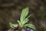 <i>Primula erratica </i>
