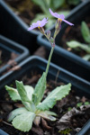 <i>Primula erratica </i>