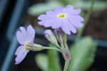 <i>Primula erratica </i>