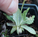 <i>Primula erratica </i>