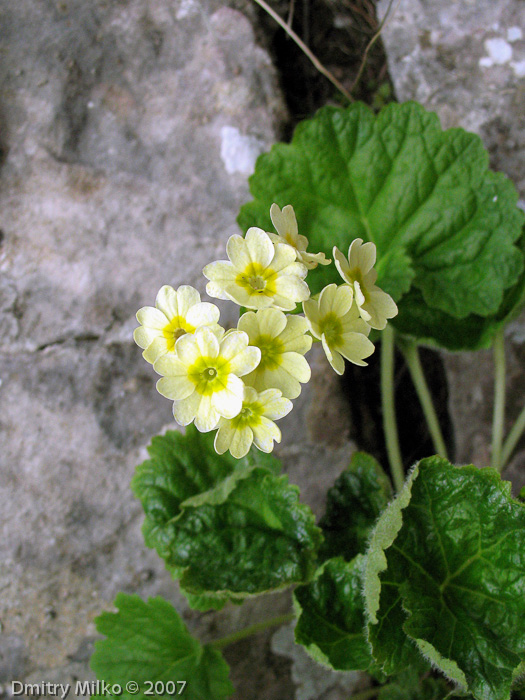 Primula eugeniae